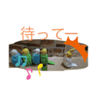 インコand恐竜スタンプ（個別スタンプ：19）