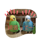 インコand恐竜スタンプ（個別スタンプ：20）