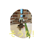 インコand恐竜スタンプ（個別スタンプ：27）