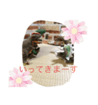 インコand恐竜スタンプ（個別スタンプ：33）