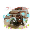 インコand恐竜スタンプ（個別スタンプ：35）