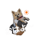 プードルとちわわの仲良しスタンプ（個別スタンプ：2）