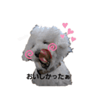 プードルとちわわの仲良しスタンプ（個別スタンプ：9）