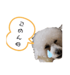 プードルとちわわの仲良しスタンプ（個別スタンプ：21）