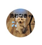 プードルとちわわの仲良しスタンプ（個別スタンプ：24）