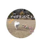 プードルとちわわの仲良しスタンプ（個別スタンプ：36）