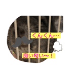 チンチラのらぶり❤︎第2弾❤︎（個別スタンプ：2）