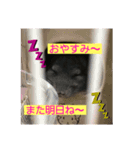 チンチラのらぶり❤︎第2弾❤︎（個別スタンプ：3）