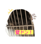 チンチラのらぶり❤︎第2弾❤︎（個別スタンプ：4）