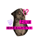 チンチラのらぶり❤︎第2弾❤︎（個別スタンプ：5）