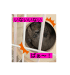 チンチラのらぶり❤︎第2弾❤︎（個別スタンプ：7）