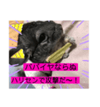 チンチラのらぶり❤︎第2弾❤︎（個別スタンプ：9）
