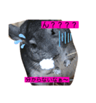 チンチラのらぶり❤︎第2弾❤︎（個別スタンプ：13）