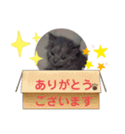 猫で日常のフレーズ。（個別スタンプ：22）