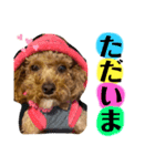 可愛いわんぷー（個別スタンプ：1）