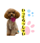 可愛いわんぷー（個別スタンプ：4）