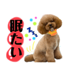 可愛いわんぷー（個別スタンプ：6）