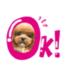 可愛いわんぷー（個別スタンプ：7）