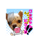 チワワのクゥちゃん1（個別スタンプ：9）
