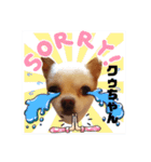 チワワのクゥちゃん1（個別スタンプ：13）