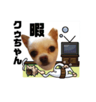 チワワのクゥちゃん1（個別スタンプ：15）