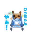 チワワのクゥちゃん1（個別スタンプ：21）
