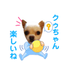 チワワのクゥちゃん1（個別スタンプ：23）