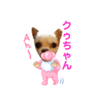 チワワのクゥちゃん1（個別スタンプ：25）
