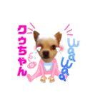 チワワのクゥちゃん1（個別スタンプ：26）