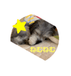 マルックスのセダくん（個別スタンプ：5）