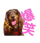 trueだよ☺️（個別スタンプ：6）