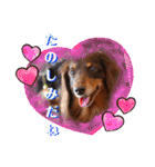 trueだよ☺️（個別スタンプ：8）