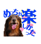 trueだよ☺️（個別スタンプ：9）