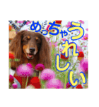 trueだよ☺️（個別スタンプ：10）