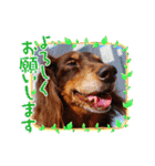 trueだよ☺️（個別スタンプ：16）
