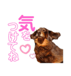 trueだよ☺️（個別スタンプ：21）