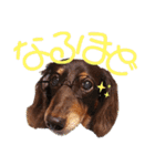 trueだよ☺️（個別スタンプ：35）
