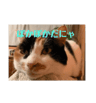 春のまる（個別スタンプ：1）