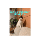 春のまる（個別スタンプ：5）