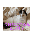 春のまる（個別スタンプ：9）