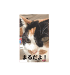 春のまる（個別スタンプ：13）