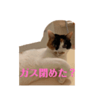 春のまる（個別スタンプ：19）