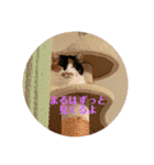 春のまる（個別スタンプ：21）