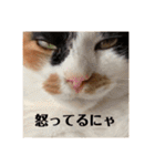 春のまる（個別スタンプ：22）