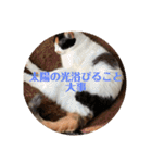 春のまる（個別スタンプ：24）