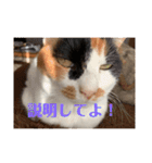 春のまる（個別スタンプ：28）