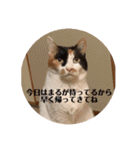 春のまる（個別スタンプ：29）