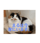 春のまる（個別スタンプ：32）