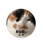 春のまる（個別スタンプ：33）