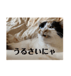 春のまる（個別スタンプ：37）